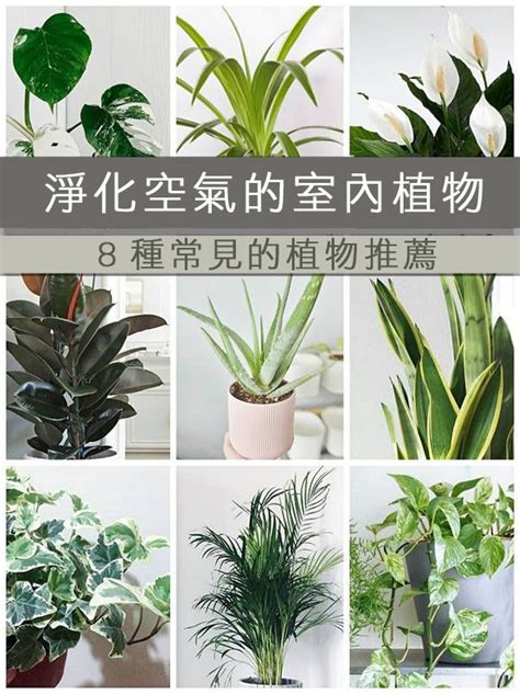 室內植物 淨化空氣